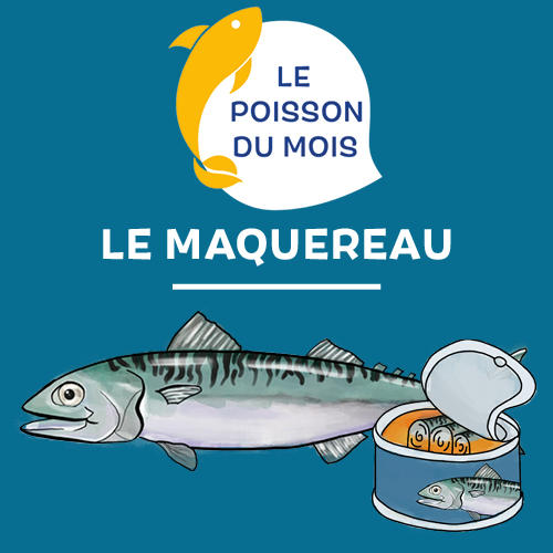 Le poisson du mois: le maquereau